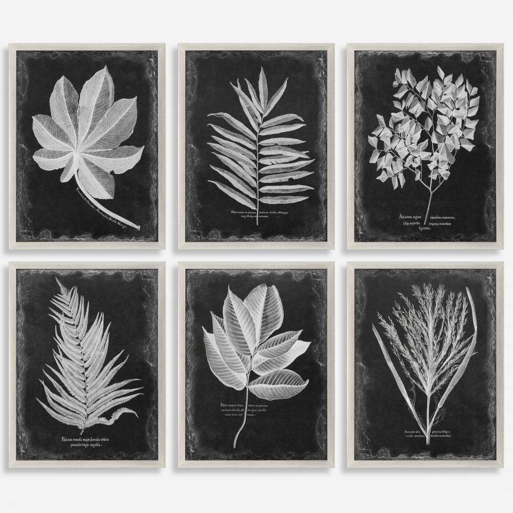 Foliage Framed Prints, S/6